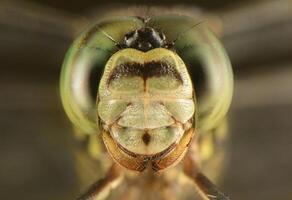 Eyes Dragonfly Extereme photo