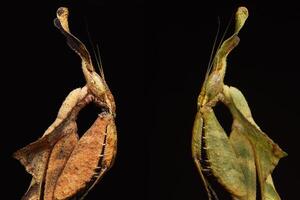 Two Ghost Mantis photo