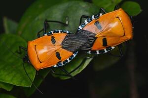 insecto en la naturaleza foto