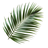 Verdant Delight Cutouts of Green Palm Fronds png