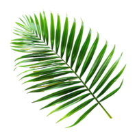 botanisch schoonheid palm blad silhouetten in tropisch groen png