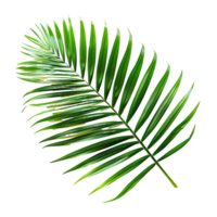 botanique beauté paume feuille silhouettes dans tropical verdure png