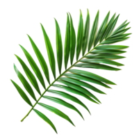 Tropical Tranquility Cutouts of Fresh Green Palm Leaves png