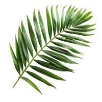 Grün in Hülle und Fülle Palme Blatt Silhouetten im tropisch Grün png