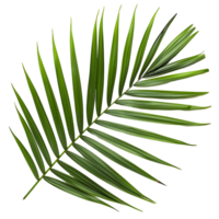 heiter Ausschnitte von frisch Grün Palme Blätter png