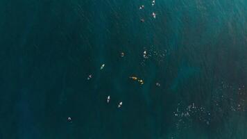 superiore giù Visualizza. surfers in attesa onde. onde nel oceano e surfers su linea su video