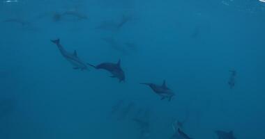 Dolphins pod swims underwater in blue sea. Dolphin family in Maldives. video