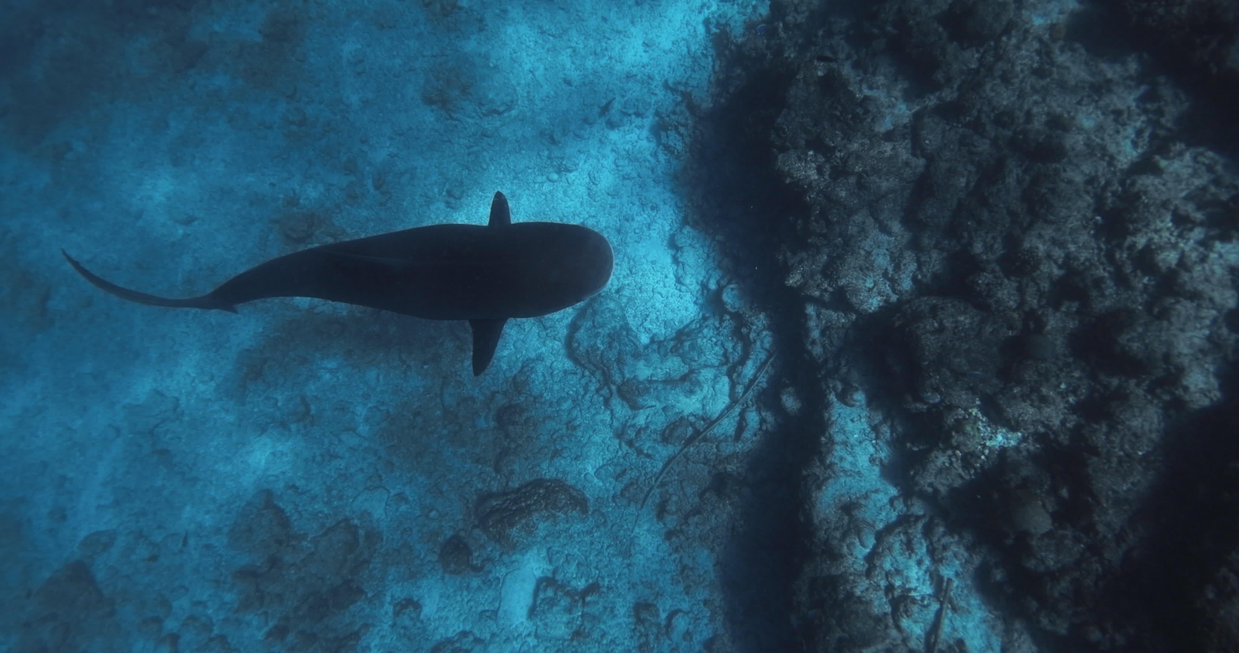 Tiger shark underwater in ocean. Diving with Tiger sharks 45809820