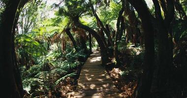 Wooden path with tropical fern in Santa Catarina, Brazil video