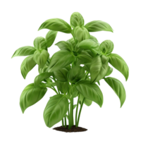 basil plant on transparent background AI-Generated png