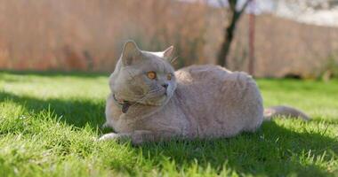 pelzig schottisch Katze schließen oben im Hinterhof Garten. grau pelzig Katze draussen auf Rasen video