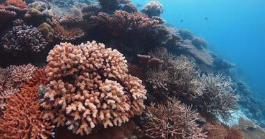 Tropical fishes and corals in blue ocean. Tropical hard corals, underwater landscape. Slow motion video