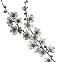 Black and white drawing of a branch of flowers on transparent background. png