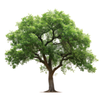 vert arbre sur une transparent Contexte png