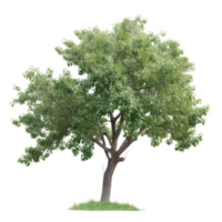 vert arbre sur une transparent Contexte png