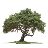 vert arbre sur une transparent Contexte png