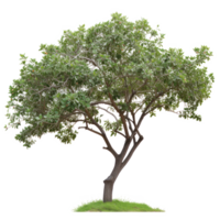 Green tree on a transparent background png