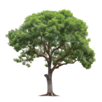 verde árbol en un transparente antecedentes png