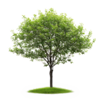 Green tree on a transparent background png