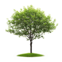 vert arbre sur une transparent Contexte png