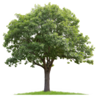 vert arbre sur une transparent Contexte png