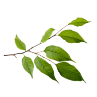 Detailed close-up of vibrant green leaves on a branch isolated on background png