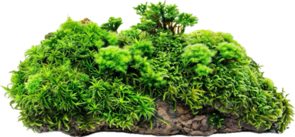 Lush Green Moss and Plants on Rock png