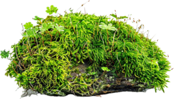 Lush Green Moss and Plants on Rock png