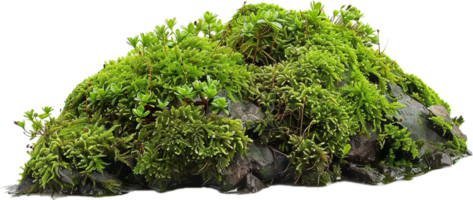 Lush Green Moss and Plants on Rock png