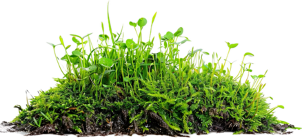 Lush Green Moss and Plants on Rock png