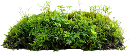Lush Green Moss and Plants on Rock png
