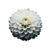 Single white dahlia flower on transparent background png