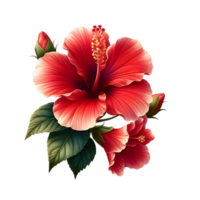 red hibiscus flowers isolated on transparent background png