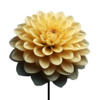 Beautiful yellow dahlia flower on transparent background png