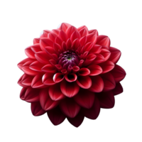 Single red dahlia flower on transparent background png