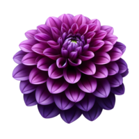 purple dahlia flower on transparent background png