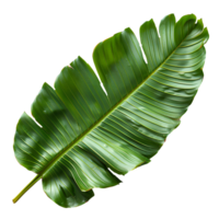 Banana leaf. Green rectangular shaped leaf isolated. Green exotic banana leaf top view. Tropical leaf from banana tree png