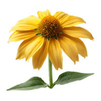 Yellow coneflower. Echinacea flower top view. Yellow coneflower from daisy family flat lay isolated. Yellow flower during summertime bloom png