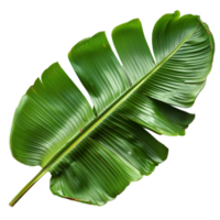 Banana leaf. Green rectangular shaped leaf isolated. Green exotic banana leaf top view. Tropical leaf from banana tree png