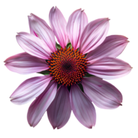 Purple coneflower. Echinacea flower top view. Purple coneflower from daisy family flat lay isolated. Purple flower during summertime bloom png