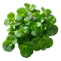 Indian pennywort. Centella asiatica plant for skin hydration and reparation. Luscious pennywort plant top view isolated. Skin nourishing Centella asiatica plant png