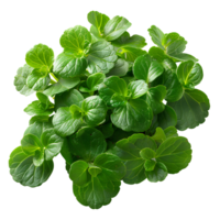 indiano centella. centella asiatica pianta per pelle idratazione e risarcimento. succulento centella asiatica pianta superiore Visualizza isolato. pelle nutriente centella asiatica pianta png