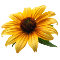 Yellow coneflower. Echinacea flower top view. Yellow coneflower from daisy family flat lay isolated. Yellow flower during summertime bloom png
