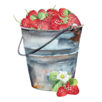 Watercolor red juicy strawberry with leaves in a metal bucket. Food background, painted bright composition. Hand drawn illustration of food. Fruit print. Summer sweet fruits and berries. png