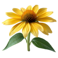 Yellow coneflower. Echinacea flower top view. Yellow coneflower from daisy family flat lay isolated. Yellow flower during summertime bloom png