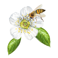 Watercolor illustration of a cherry flower with a bee, blooming cherry, white cherry flower on a stalk. Hand drawn cherry flower with a bee png