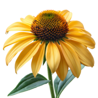 Yellow coneflower. Echinacea flower top view. Yellow coneflower from daisy family flat lay isolated. Yellow flower during summertime bloom png