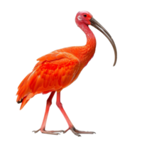 Generated AI a red bird with long legs and a long beak on transparent background png