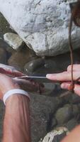 netzunabhängig Mann Reinigung Lachs auf Fluss im das Berge. Primitive Leben. ein Fischer tut natürlich einfach Dinge. schleppend Leben. video