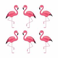 Cartoon Pink flamingo on an isolated white background. vector